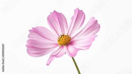 Pink Cosmos Elegance Timeless Floral Beauty 