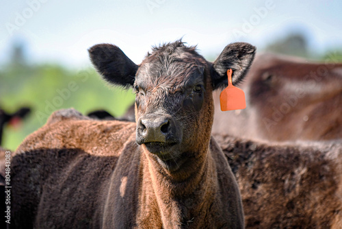 Angus calf in herd © jackienix