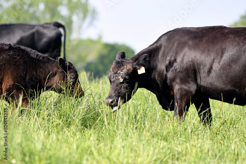 Angus cow with dirty face grazing