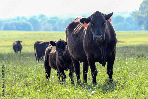 Angus cow-calf pair in bright hazy pasture