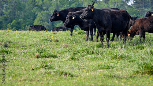 Angus herd agricultural banner © jackienix