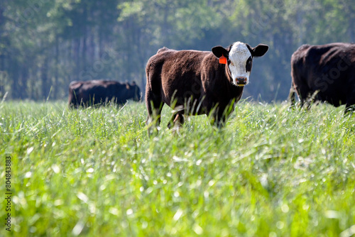 Black baldy calf in lush spring pasture © jackienix