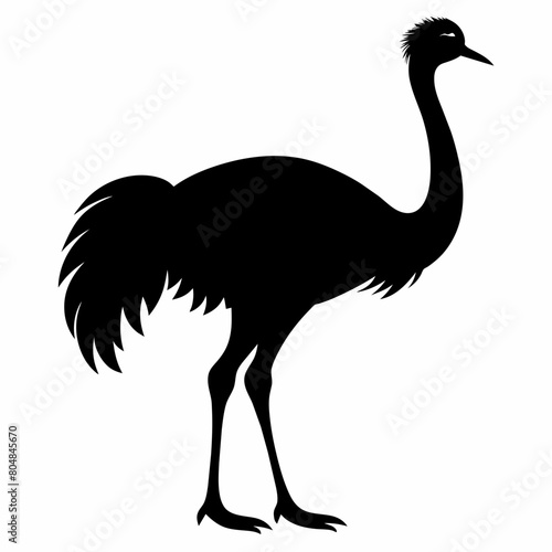 Ostrich vector silhouette illustration isolated on a white background. 