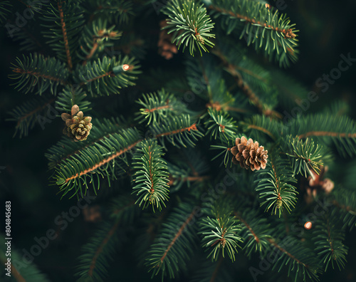 Beautiful Christmas Background with green fir tree brunch close up. Copy space, trendy moody dark toned design for seasonal quotes. Vintage December wallpaper