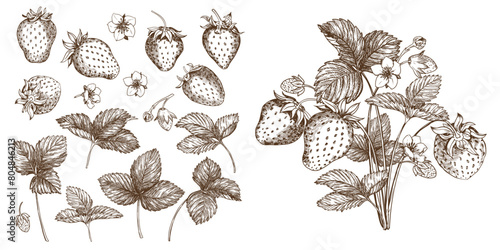 Set of vector drawings of strawberries. Berries, flowers, leaves. Engraving style illustration. Farm harvest isolated on white background. Great for label, poster, print, logo. Vector.