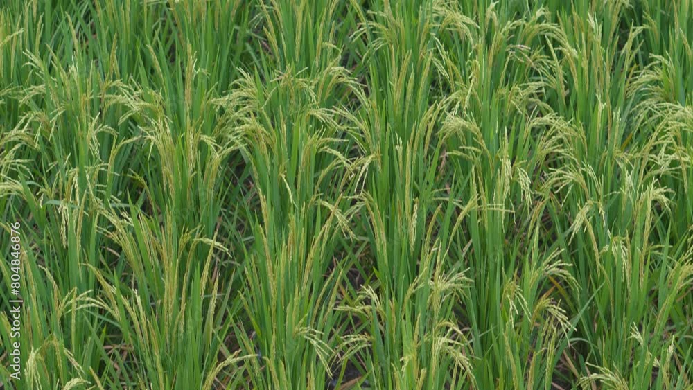 Green Rice Fields at The Countryside in The Morning Green Rice Fields at The Countryside in The Morning