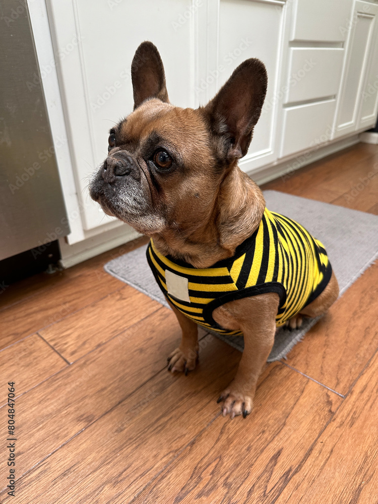 A cute French Bulldog wearing a bumble bee striped shirt sitting in the kitchen of a home.