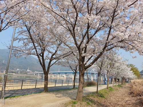 하남검단산역 부근 벗꽃 사진입니다.