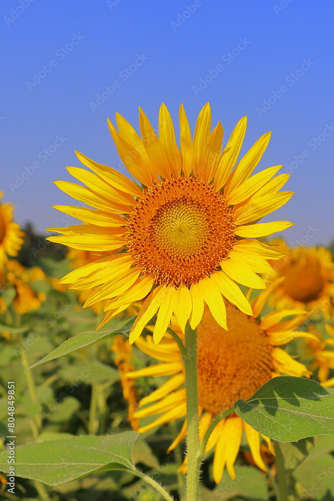 close up of beautiful yellow color common sunflower (helianthus annuus) in bloom in the field in summer season, oil seed crops cultivation in india close up of beautiful yellow color common sunflower (helianthus annuus) in bloom in the field in summer season, oil seed crops cultivation in india
