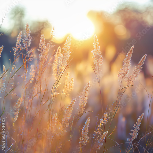 Beautiful nature background with meadow grass and sun light in the morning. Soft focus photo