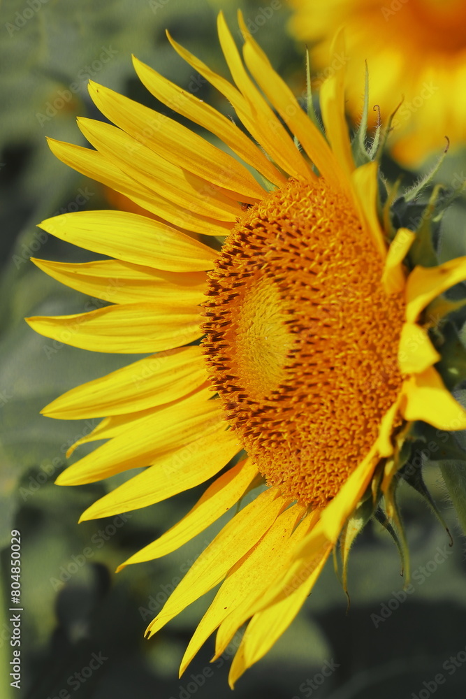 Naklejka premium close up of beautiful yellow color common sunflower (helianthus annuus) in bloom in the field in summer season, oil seed crops cultivation in india