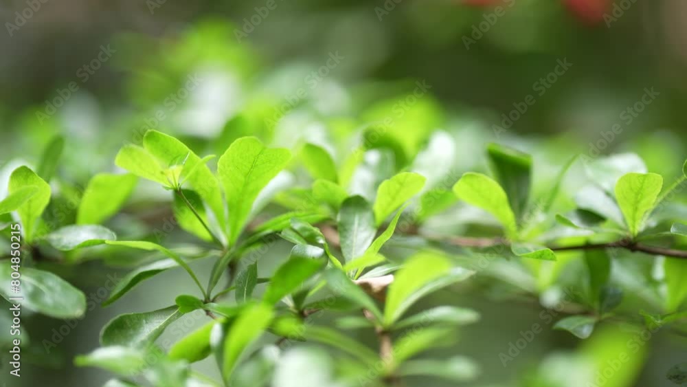 Close-up of several green leaves on a branch. Close-up of several green leaves on a branch.