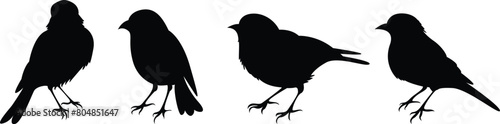 bird silhouette vector on transparent background, vector design