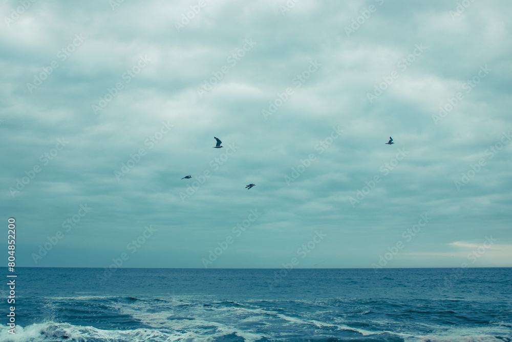 seagulls flying over the sea seagulls flying over the sea