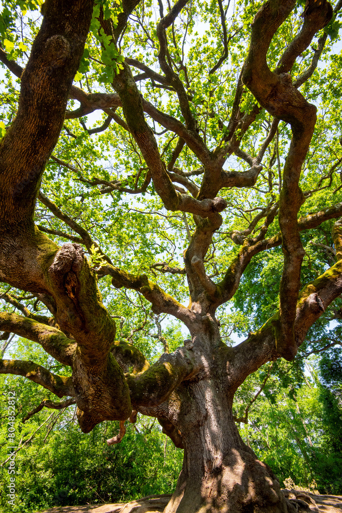 Fototapeta premium The Oak of the Witches - Italy