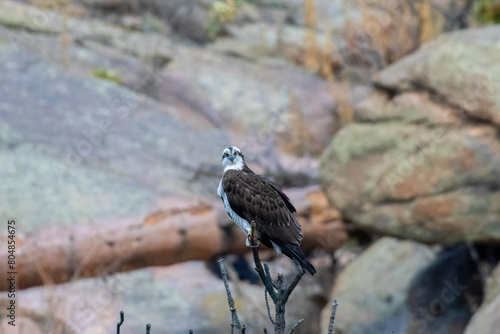 Osprey on Cliff