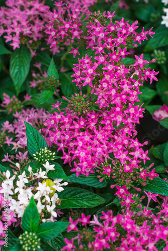 planta pentax lanceolata, con flor de color rosa photo