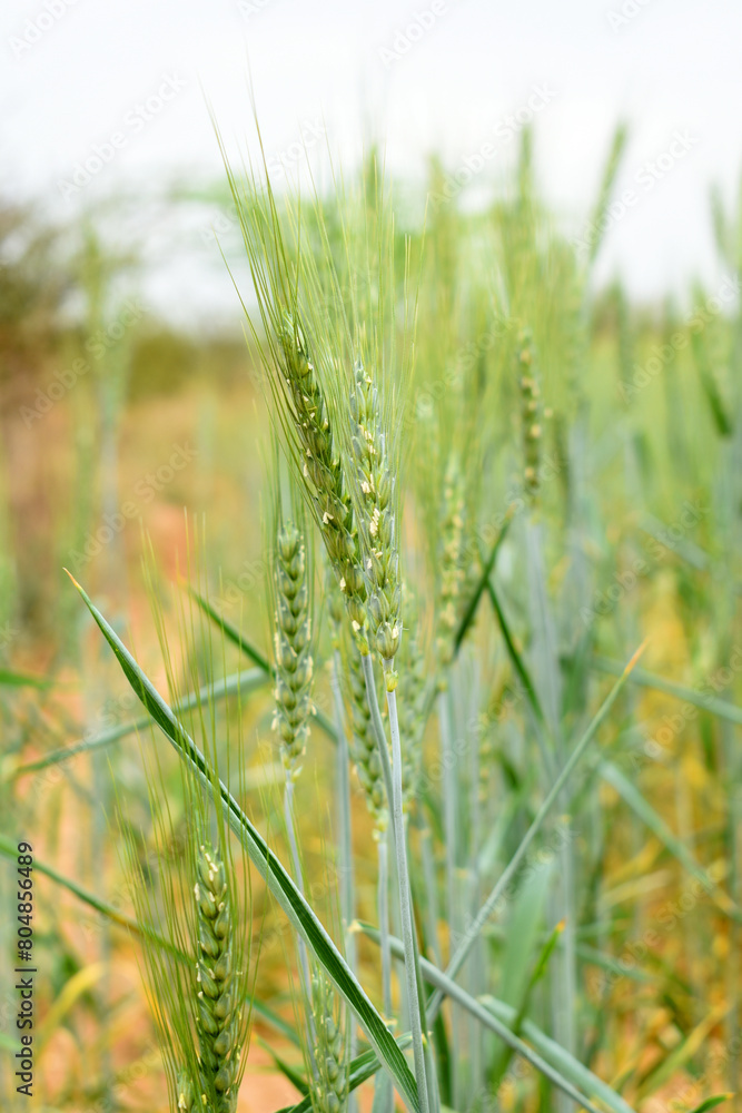 Green wheat field close up image, Green Wheat whistle, Wheat bran fields, agriculture, wheat field Pakistan, closeup of green cereal field Green wheat field close up image, Green Wheat whistle, Wheat bran fields, agriculture, wheat field Pakistan, closeup of green cereal field