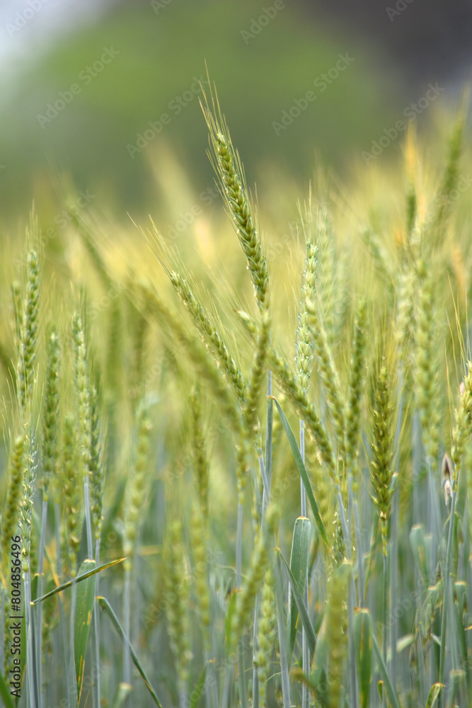 Green wheat field close up image, Green Wheat whistle, Wheat bran fields, agriculture, wheat field Pakistan, closeup of green cereal field Green wheat field close up image, Green Wheat whistle, Wheat bran fields, agriculture, wheat field Pakistan, closeup of green cereal field