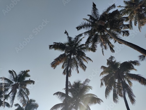 Coconut trees touching the sky. Silhouettes of some palm trees against blue sky at Rankala lake, Kolhapur Maharashtra India.