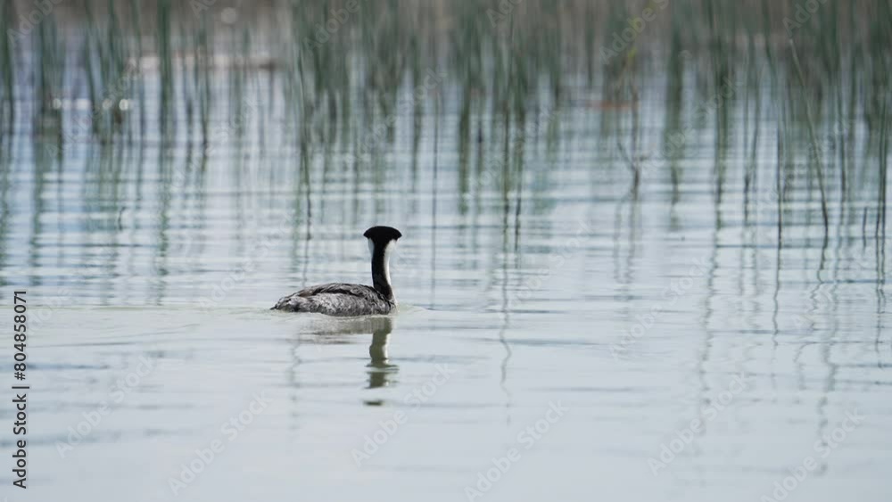 Grebe preening and cleaning its feathers floating on Utah Lake. Grebe preening and cleaning its feathers floating on Utah Lake.