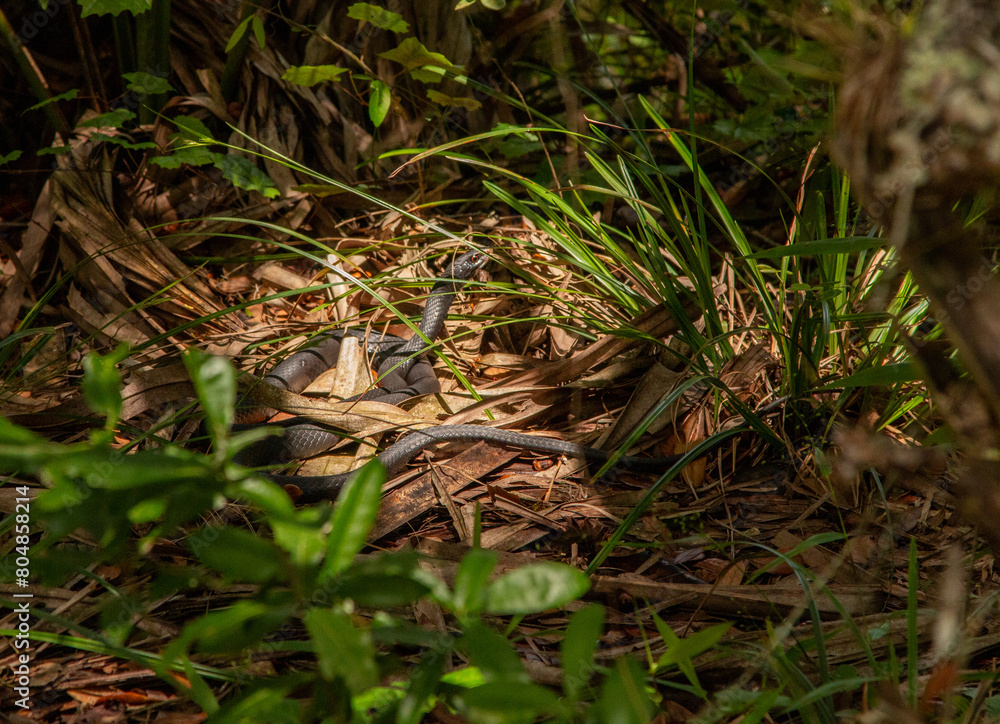 HillsboroughRiverStatePark_0017 HillsboroughRiverStatePark_0017