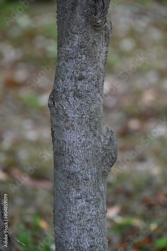 Michelia yunnanensis flowers. Magnoliaceae evergreen tree. Many fragrant white flowers bloom from April to May.