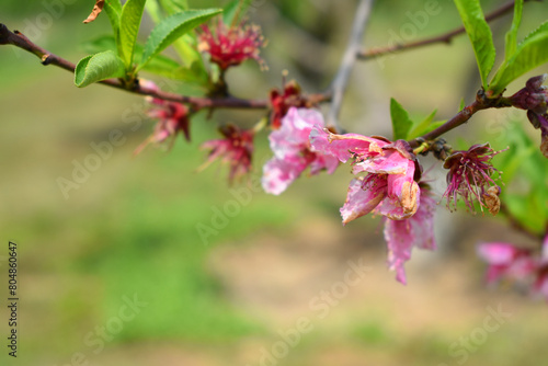 Beautiful Pink Peach Blossoms in a Garden, Pink Peach Flowers Blooming on Peach Tree, Beautiful peach flowers close up - as background, Flowering branch of fruit flower closeup