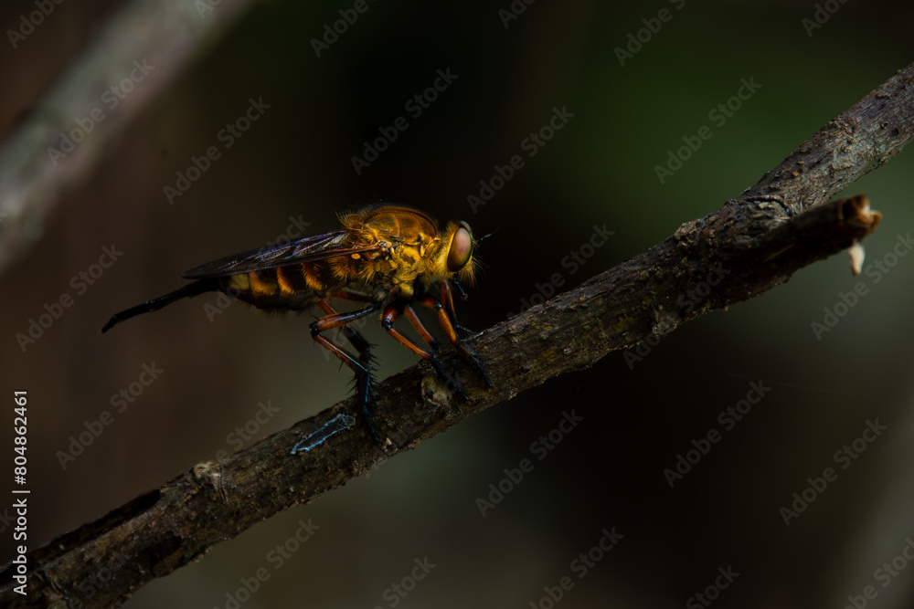 Black-stripped yellow robber fly or often called tiger robber fly in indonesia from the family asilidae, perching on a branch, natural bokeh background Black-stripped yellow robber fly or often called tiger robber fly in indonesia from the family asilidae, perching on a branch, natural bokeh background