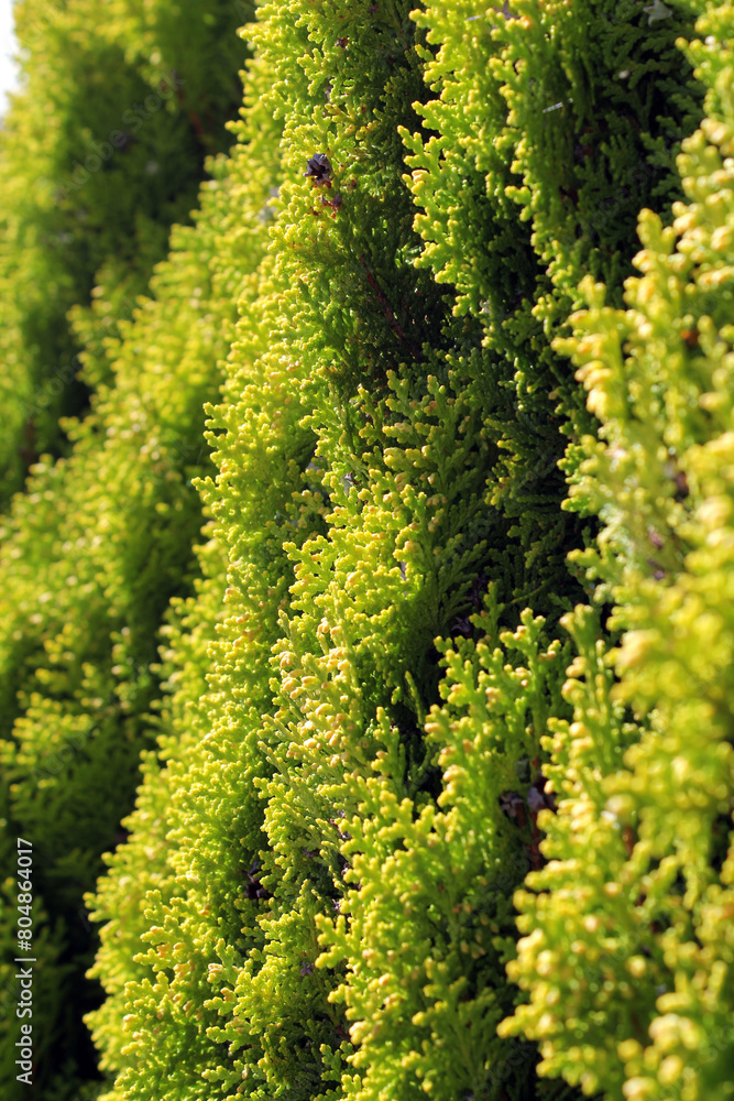 Close up of a dense foliage on a conifer pine tree Close up of a dense foliage on a conifer pine tree