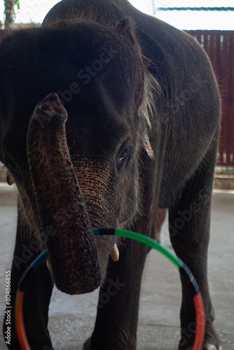 
Circus elephant