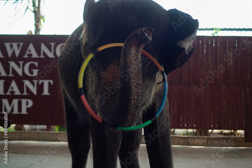
Circus elephant