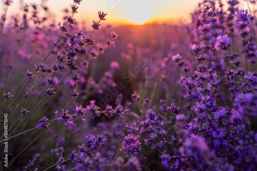 Blooming lavender in a field in Provence. Fantastic summer mood, floral sunset landscape of meadow lavender flowers. Peaceful bright and relaxing nature scenery.