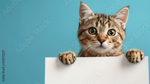 Portrait of cute Scottish cat holding white paper on blue background. generative AI image
