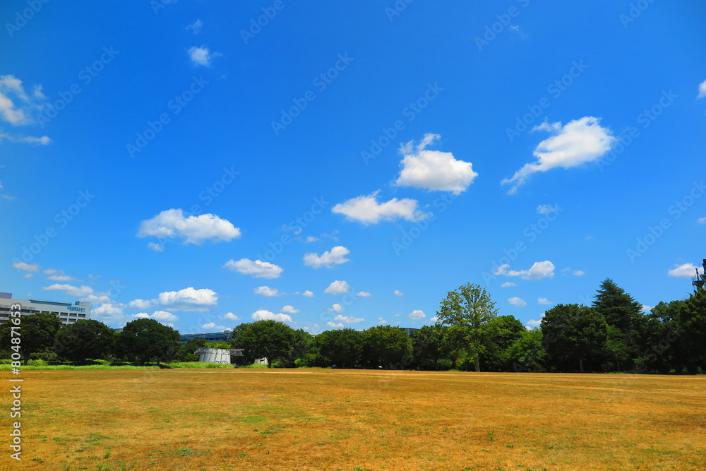 Fototapeta premium 大きな広場と緑生い茂る森林の風景6