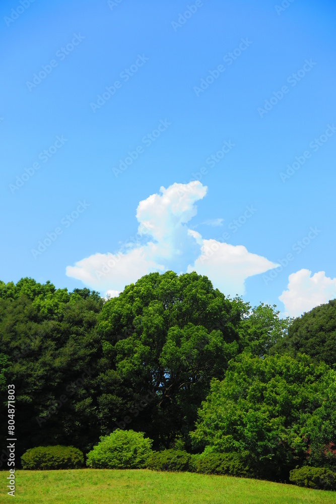 大きな広場と緑生い茂る森林の風景4