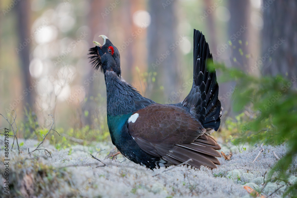 Fototapeta premium The western capercaillie (Tetrao urogallus), also known as the Eurasian capercaillie, wood grouse, heather cock, cock-of-the-woods, or simply capercaillie.