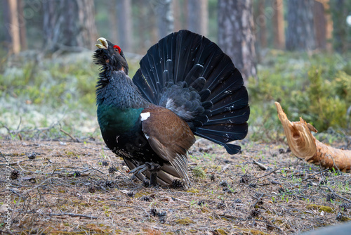 The western capercaillie (Tetrao urogallus), also known as the Eurasian capercaillie, wood grouse, heather cock, cock-of-the-woods, or simply capercaillie. photo
