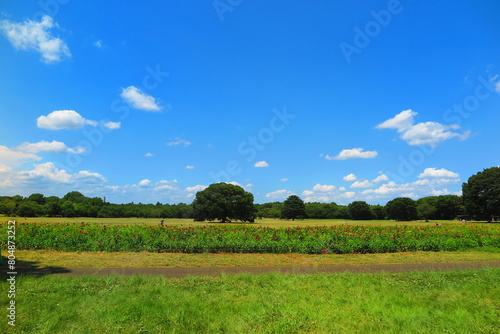 広い芝生と花畑と大きな木の風景1