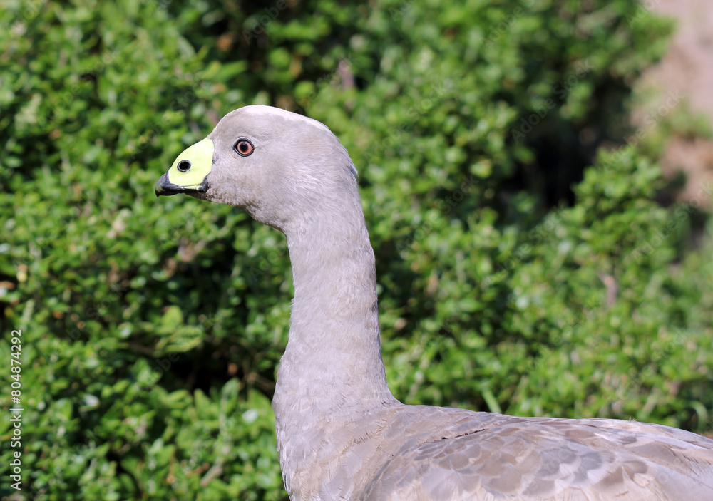 Close up portrait of a Cape Barren Goose bird standing amongst green plants