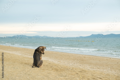 local native dog sitting on the beach