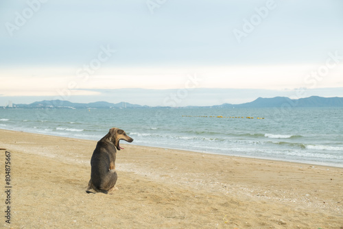 A local native dog sits yawning on the beach