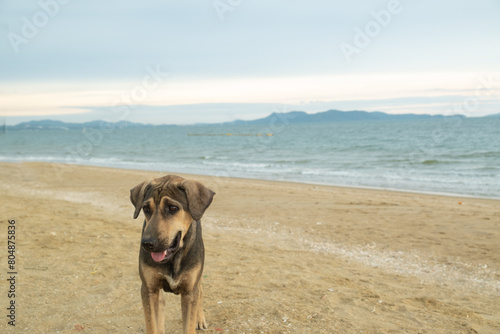 local native dog standing on the beach and looking at something