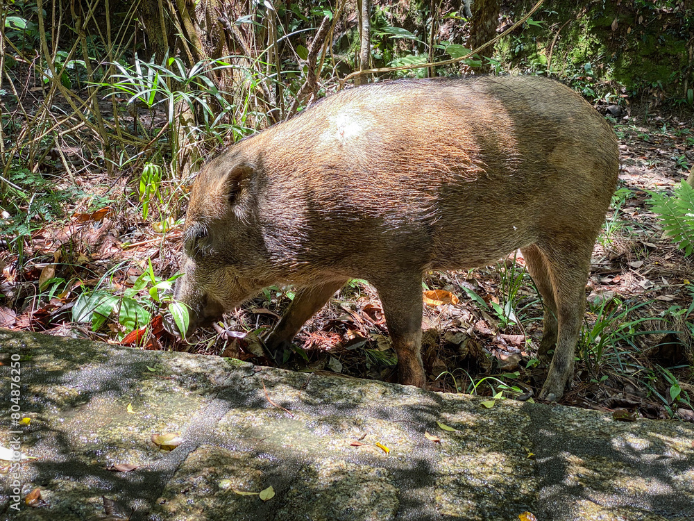 Wild Boar Foraging in Natural Forest Habitat Wild Boar Foraging in Natural Forest Habitat