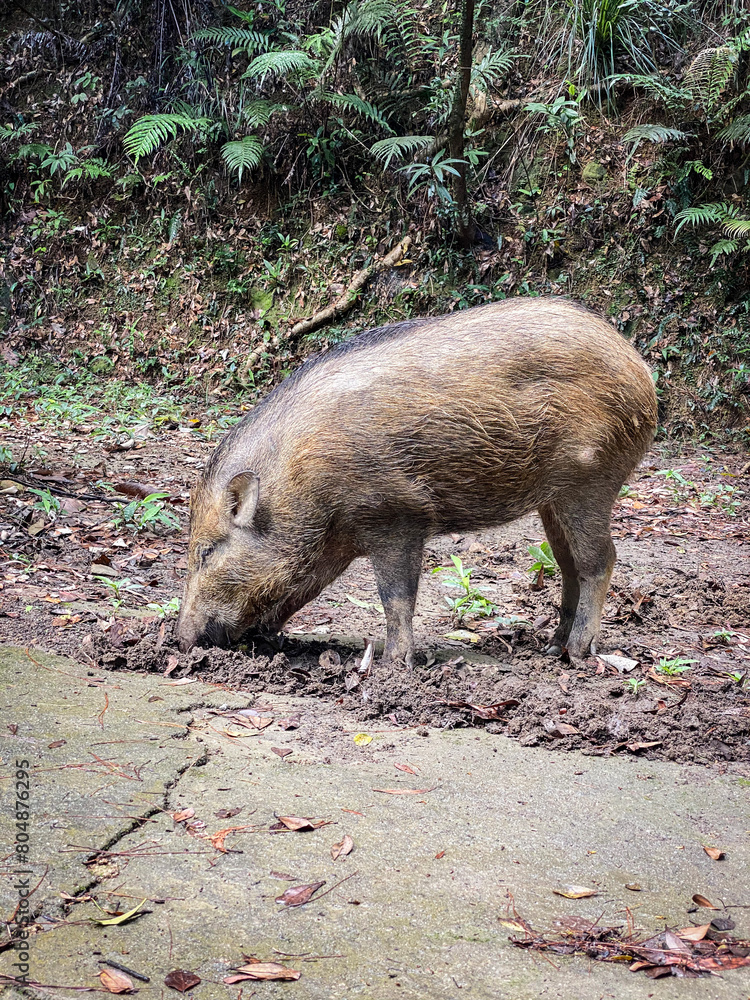 Wild Boar Foraging in Natural Forest Habitat Wild Boar Foraging in Natural Forest Habitat