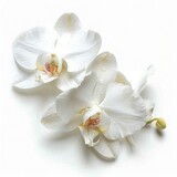 White orchids are simbolo of purity and beauty