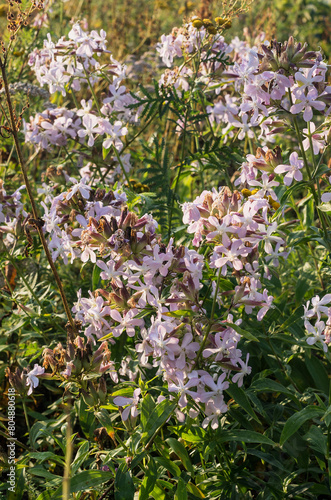 Southern Urals, blooming common soapwort (Saponaria officinalis) on the river bank.