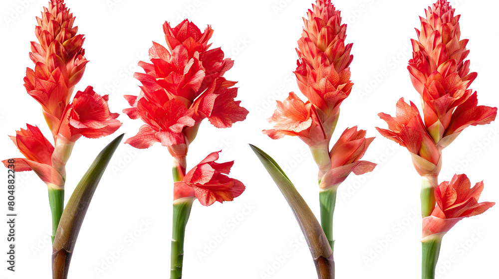Red Ginger Flower on Transparent Background: Exotic Floral Decoration