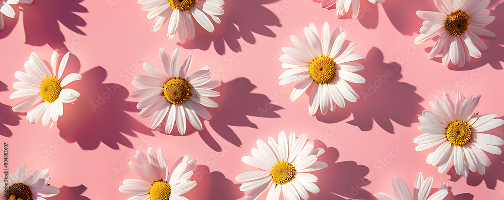 Chamomile daisy flowers with sunlight shadows on neutral pink background with copy space Chamomile daisy flowers with sunlight shadows on neutral pink background with copy space