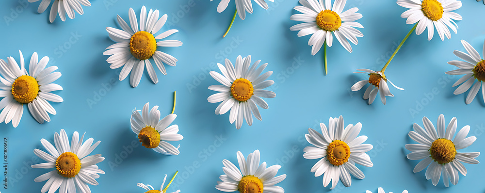 Chamomile daisy flowers with sunlight shadows on neutral blue background with copy space Chamomile daisy flowers with sunlight shadows on neutral blue background with copy space